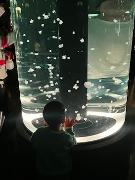 マクセル アクアパーク品川に投稿された画像（2025/5/31）