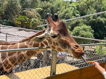 しろとり動物園に投稿された画像（2025/5/31）