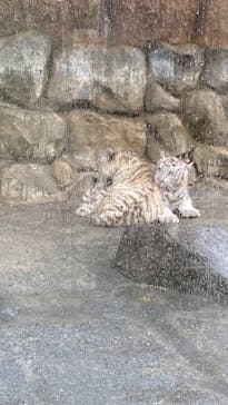 東武動物公園に投稿された画像（2025/5/31）