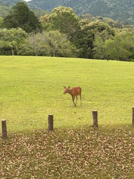 奈良国立博物館開館130年記念特別展「超 国宝―祈りのかがやきー」	に投稿された画像（2025/5/31）