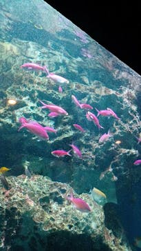 マクセル アクアパーク品川に投稿された画像（2025/5/31）