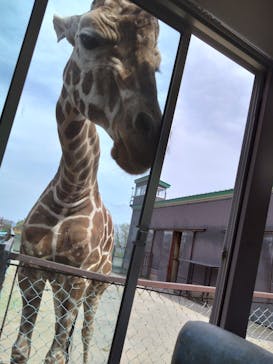 東北サファリパークに投稿された画像（2025/5/31）