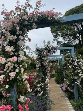 ACAO FORESTに投稿された画像（2025/5/31）