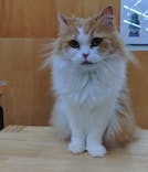 Cat Café MOFF 水戸オーパ店に投稿された画像（2025/6/1）