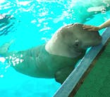 鴨川シーワールドに投稿された画像（2025/6/1）