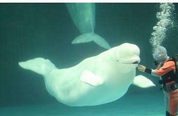 鴨川シーワールドに投稿された画像（2025/5/31）