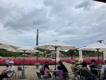 ぎふワールド・ローズガーデンに投稿された画像（2025/5/31）