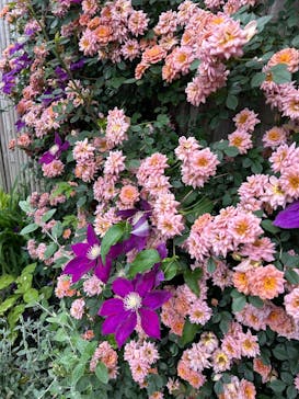 横浜イングリッシュガーデンに投稿された画像（2025/5/31）