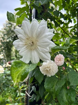 横浜イングリッシュガーデンに投稿された画像（2025/5/31）