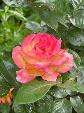 横浜イングリッシュガーデンに投稿された画像（2025/5/31）