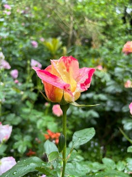 横浜イングリッシュガーデンに投稿された画像（2025/5/31）