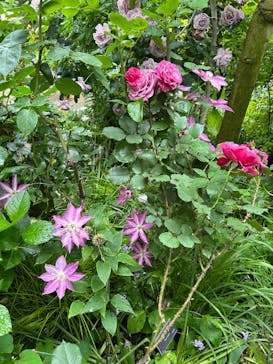 横浜イングリッシュガーデンに投稿された画像（2025/5/31）