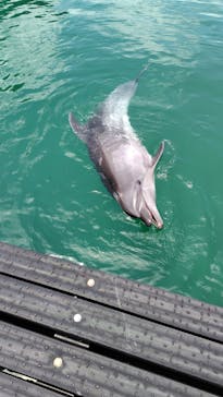 太地町立くじらの博物館に投稿された画像（2025/5/31）