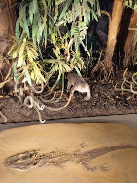 福井県立恐竜博物館に投稿された画像（2025/5/31）