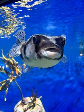 アクアワールド茨城県大洗水族館に投稿された画像（2025/5/31）