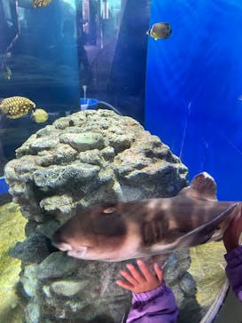 アクアワールド茨城県大洗水族館に投稿された画像（2025/5/31）