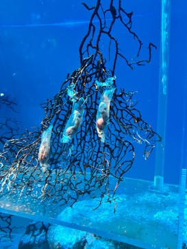 アクアワールド茨城県大洗水族館に投稿された画像（2025/5/31）