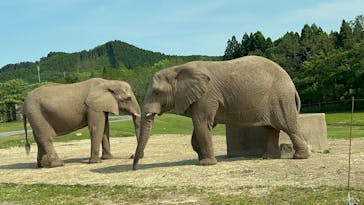秋吉台自然動物公園 サファリランドに投稿された画像（2025/5/31）