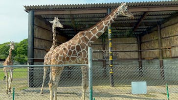 秋吉台自然動物公園 サファリランドに投稿された画像（2025/5/31）