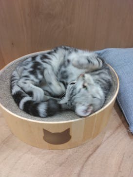 Cat Café MOFF イーアス沖縄豊崎店に投稿された画像（2025/5/31）
