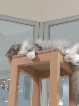 Cat Café MOFF イーアス沖縄豊崎店に投稿された画像（2025/5/31）