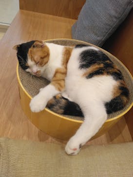 Cat Café MOFF イーアス沖縄豊崎店に投稿された画像（2025/5/31）