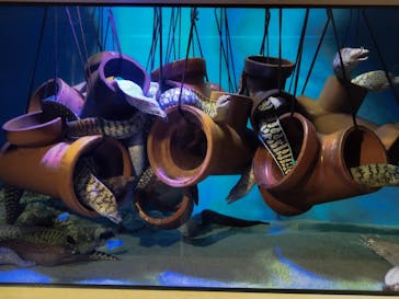 竹島水族館に投稿された画像（2025/6/1）