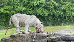 群馬サファリパークに投稿された画像（2025/6/1）
