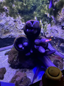 仙台うみの杜水族館に投稿された画像（2025/6/1）