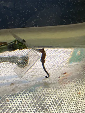 仙台うみの杜水族館に投稿された画像（2025/6/1）