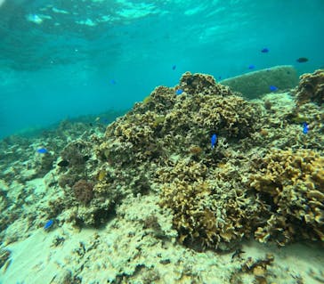 沖縄マリンサービス碧に投稿された画像（2025/6/1）