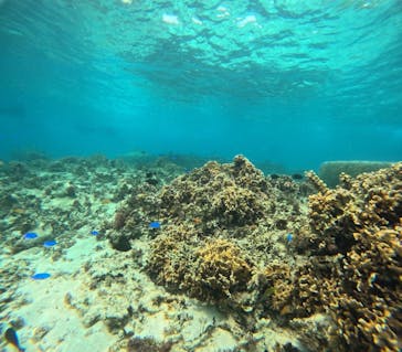 沖縄マリンサービス碧に投稿された画像（2025/6/1）