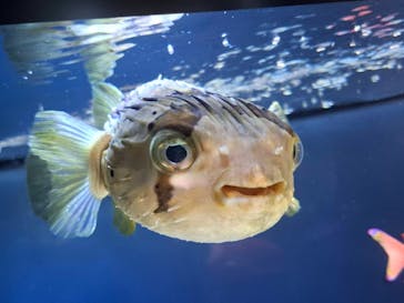 サンシャイン水族館に投稿された画像（2025/6/1）