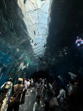 マクセル アクアパーク品川に投稿された画像（2025/6/1）