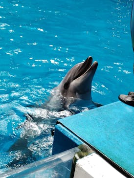 マクセル アクアパーク品川に投稿された画像（2025/6/1）