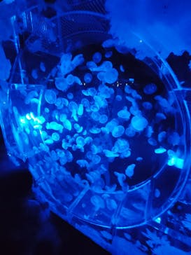 マクセル アクアパーク品川に投稿された画像（2025/6/1）