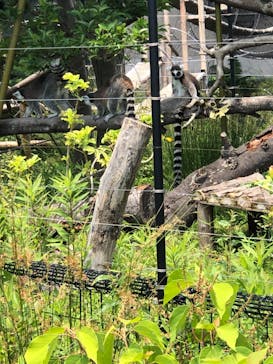 恩賜上野動物園に投稿された画像（2025/6/1）