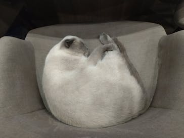 猫カフェモカ　渋谷公園通り店に投稿された画像（2025/6/1）