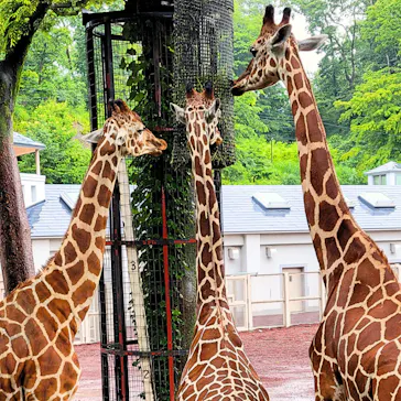多摩動物公園に投稿された画像（2025/6/1）