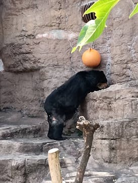 天王寺動物園に投稿された画像（2025/6/1）