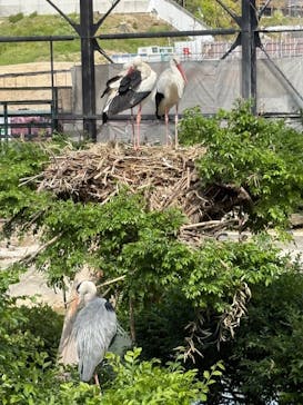 天王寺動物園に投稿された画像（2025/6/1）