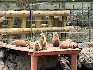 恩賜上野動物園に投稿された画像（2025/6/1）