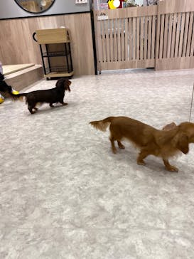 いぬカフェRio 富士見店に投稿された画像（2025/6/1）