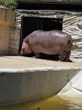 恩賜上野動物園に投稿された画像（2025/6/1）