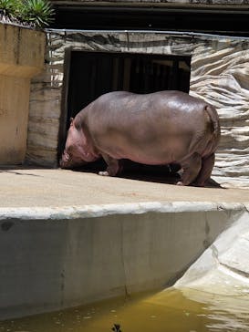 恩賜上野動物園に投稿された画像（2025/6/1）