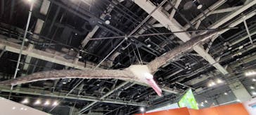 特別展「鳥～ゲノム解析が解き明かす新しい鳥類の系統～」に投稿された画像（2025/6/1）