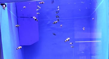 アクアワールド茨城県大洗水族館に投稿された画像（2025/6/1）