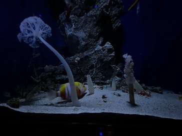 沖縄美ら海水族館に投稿された画像（2025/6/1）