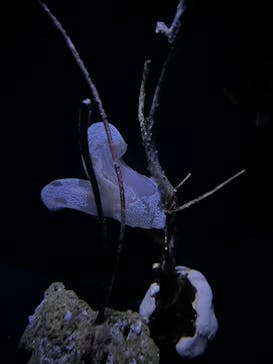 沖縄美ら海水族館に投稿された画像（2025/6/1）