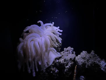 沖縄美ら海水族館に投稿された画像（2025/6/1）